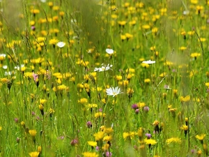 grass, dandelions, daisies