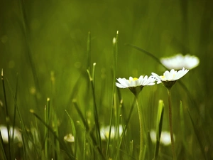 grass, Flowers, daisies