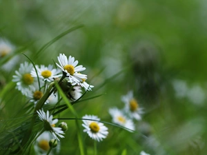 daisies, Flowers, grass, White