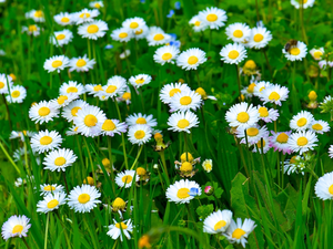 grass, Meadow, daisies