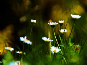 daisies, grass