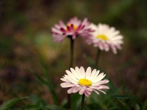 daisy, grass