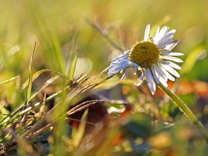 daisy, grass