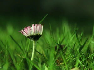 daisy, grass