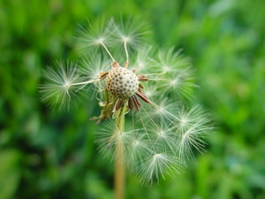 dandelion, grass