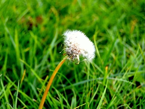 dandelion, grass