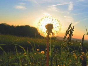 dandelion, grass