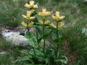 grass, Gentian, Dotted