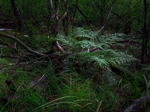 viewes, grass, Fern, trees, forest