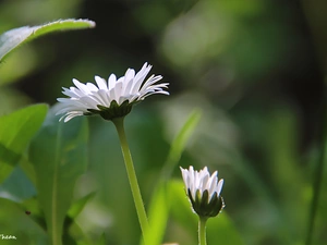 grass, daisies, flakes