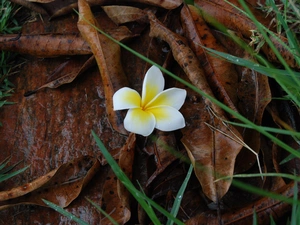 Leaf, grass, Flower, Autumn, Plumeria