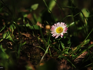 Colourfull Flowers, daisy, grass