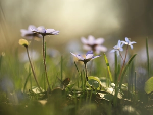 grass, Liverworts, Flowers