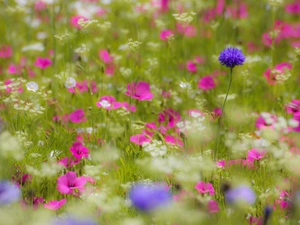 grass, Meadow, Flowers