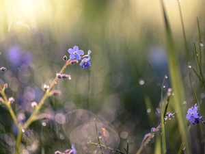 grass, Flowers, Forget