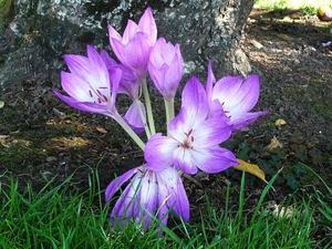 grass, colchicum, Green