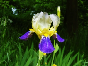 iris, grass