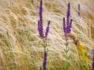 grass, Flowers, lavender