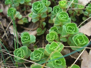 grass, Leaf, Caucasian, dry, Sedum