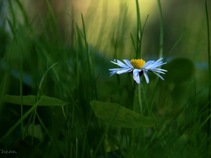 daisy, grass