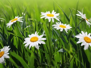 grass, pyrethrum, Meadow