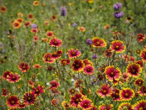 Meadow, Flowers, grass, color