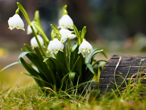 grass, Leucojum, Meadow