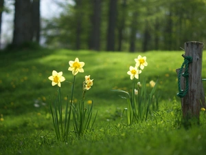 trees, viewes, car in the meadow, grass, narcissus