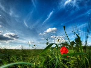 Meadow, red weed, grass, Red