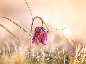 Colourfull Flowers, drops, grass, Fritillaria meleagris