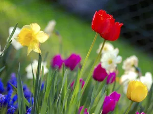 grass, Tulips, narcissus