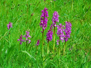 orchids, grass