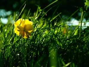 grass, Yellow, pansy