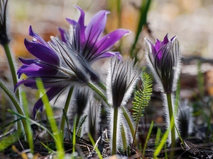 grass, Flowers, pasque