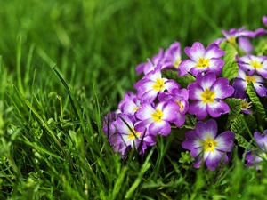 grass, Violet, primrose