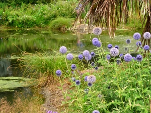 River, Thistles, grass, Bush