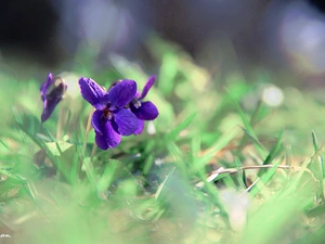 Spring, fragrant violets, grass