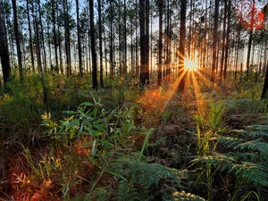 fern, trees, rays, viewes, forest, grass, sun