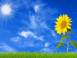 grass, Sky, Sunflower