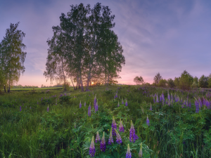 Violet, Green, trees, grass, Meadow, lupine, viewes