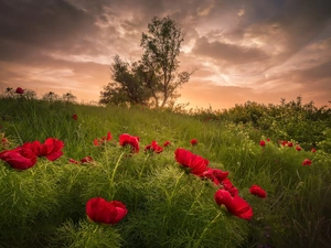 Bush, Peonies, viewes, grass, Flowers, trees, clouds