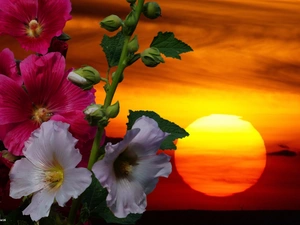 Great Sunsets, Hollyhocks