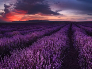 Field, Great Sunsets, clouds, lavender