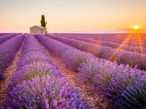 Fog, Field, trees, Great Sunsets, house, lavender