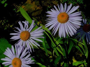 Leaf, Alpine aster, green ones