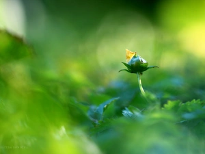 Green, buttercup, bud