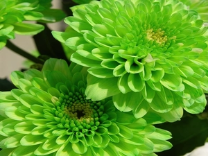 green, dahlias, color