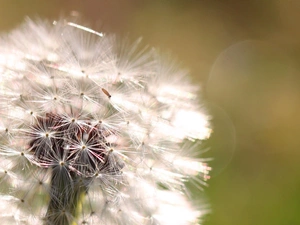 background, Common Dandelion, green ones