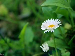 green, Flowers, daisies