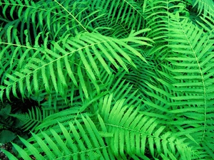 green ones, fern